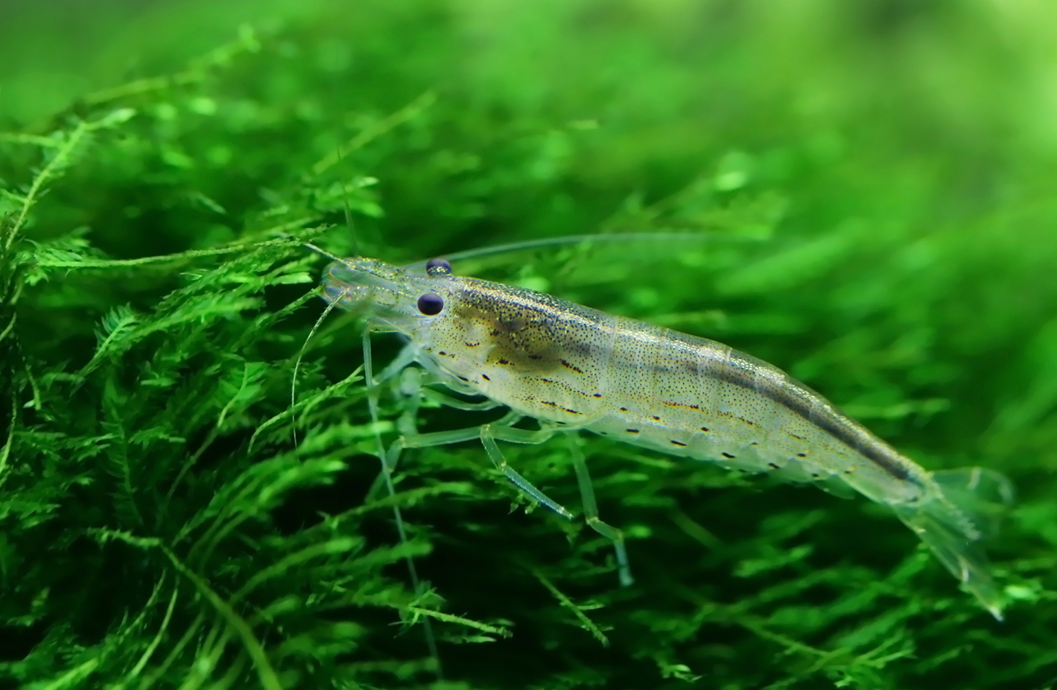 a-complete-amano-shrimp-care-and-breeding-guide-2019