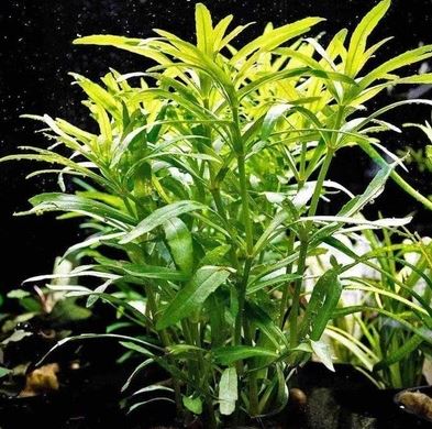 Hygrophila difformis freshwater aquarium plants