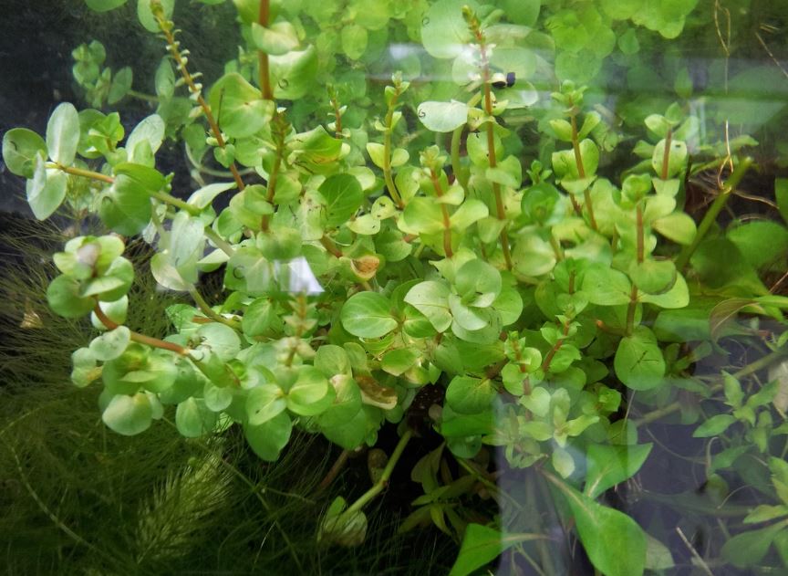 Rotala indica freshwater aquarium plant