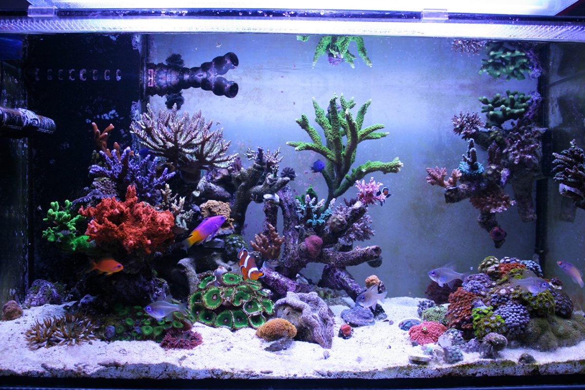 How to Setup an Aquarium Heater Submersible Fish Tank Heater Guide