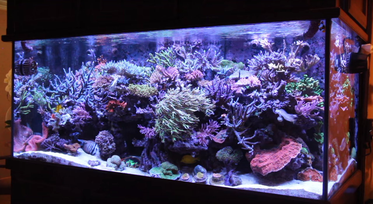 How To Clean A Fish Tank And Misconceptions Of Aquarium