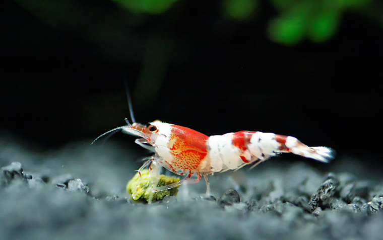 crs_shrimp