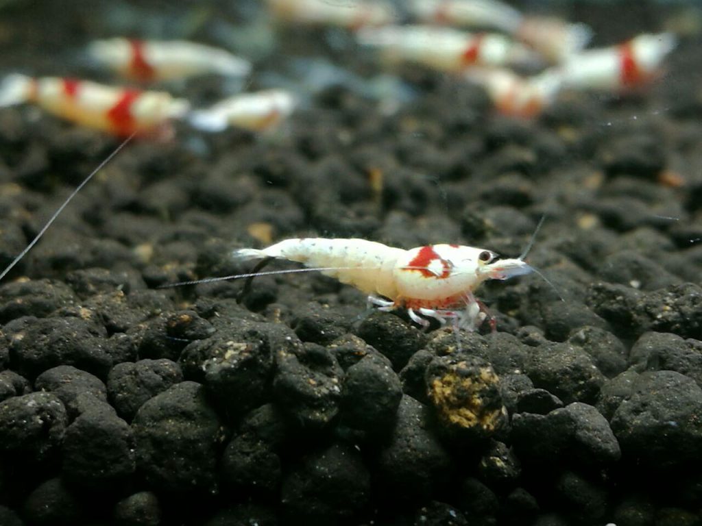 crystal_red_shrimp