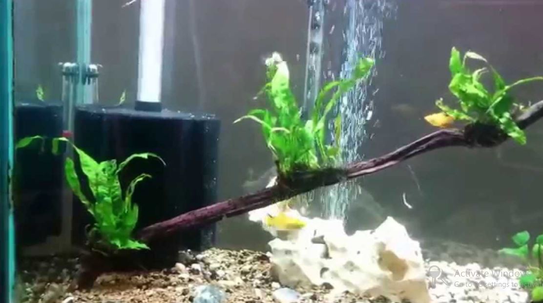 A Complete Aquarium Sponge Filter Guide Functions & Merits