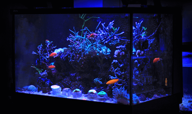 How To Clean A Fish Tank And Misconceptions Of Aquarium