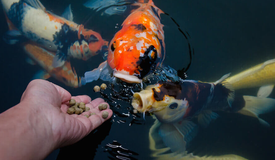 fish_feeding