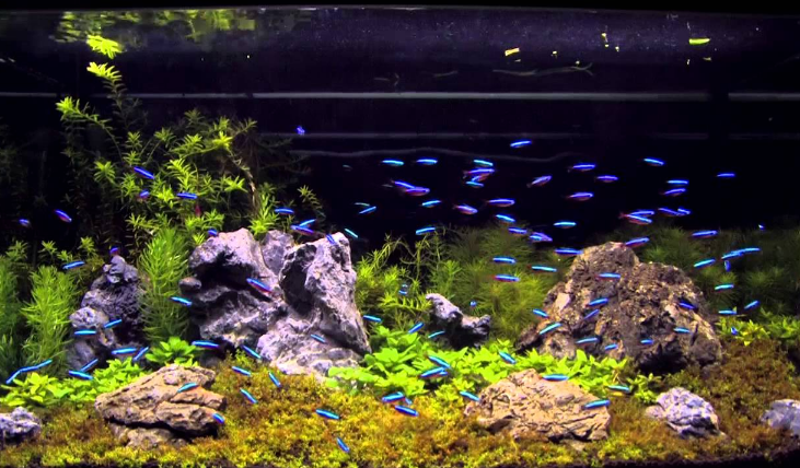 neon_tetra_fish