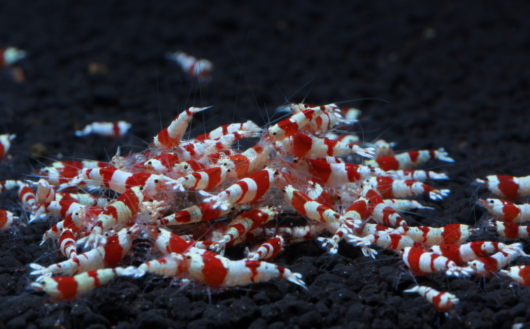 red_crystal_shrimp