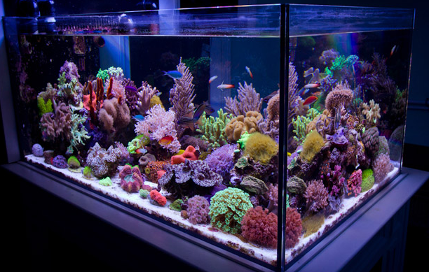 saltwater_aquarium_tank