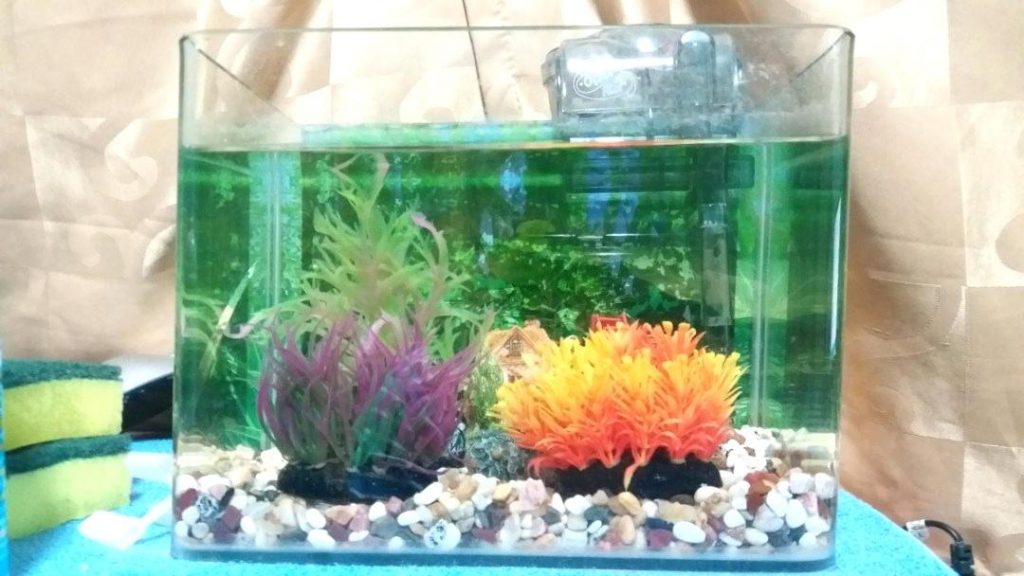 small_fish_tank