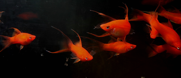 swordtail_breeding