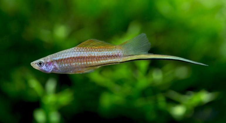 swordtails