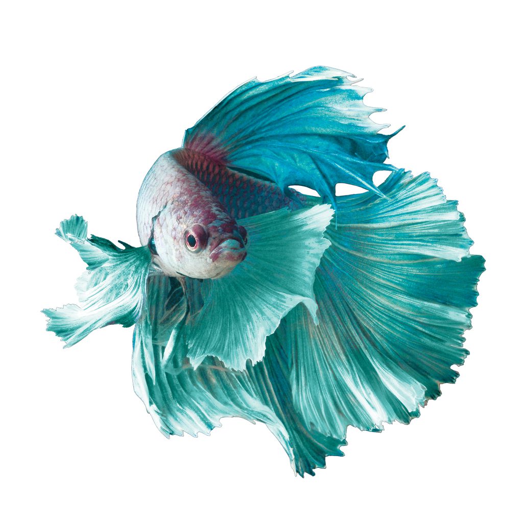 betta-fish