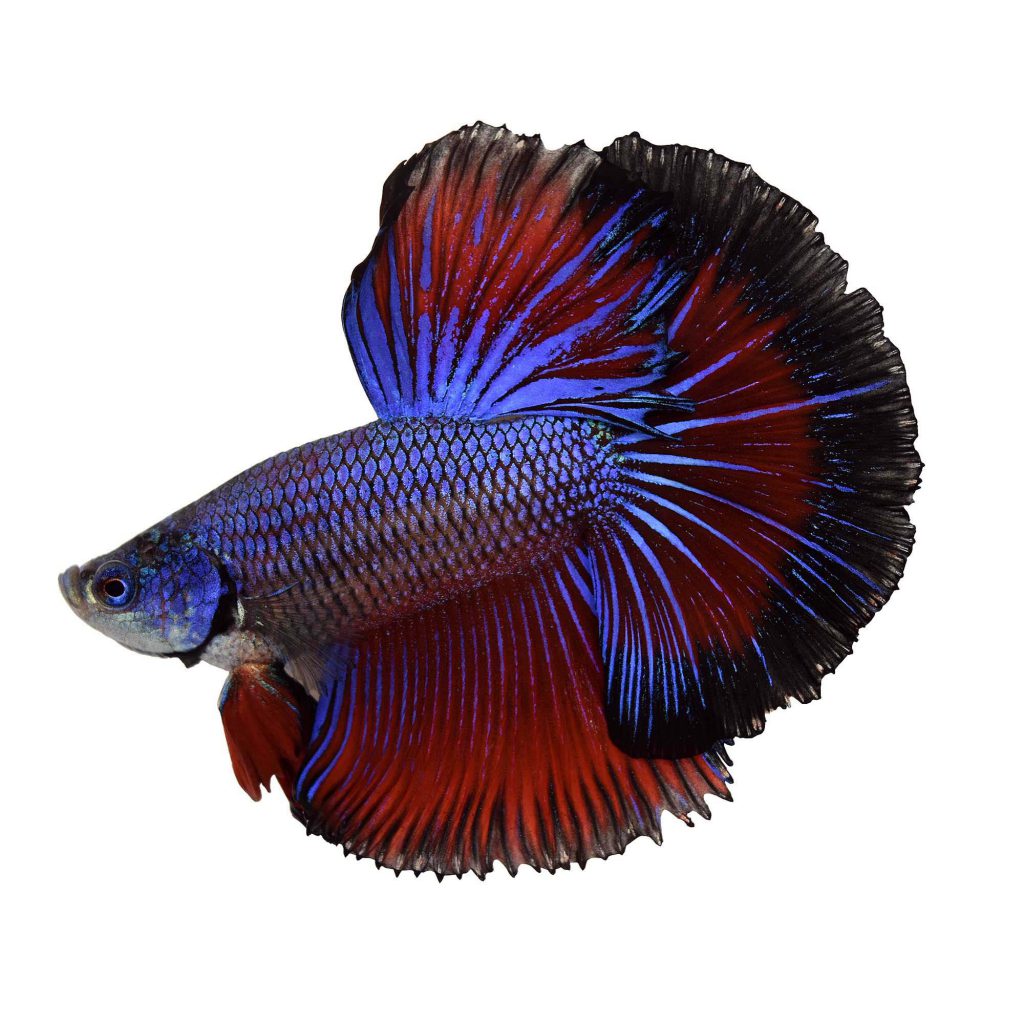 betta-fish-bubble-nest-everything-you-should-know-2019-version