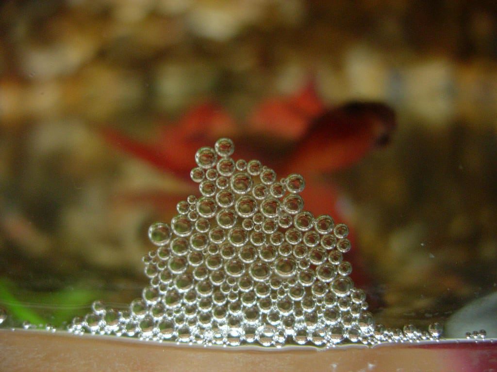 bubble-nest