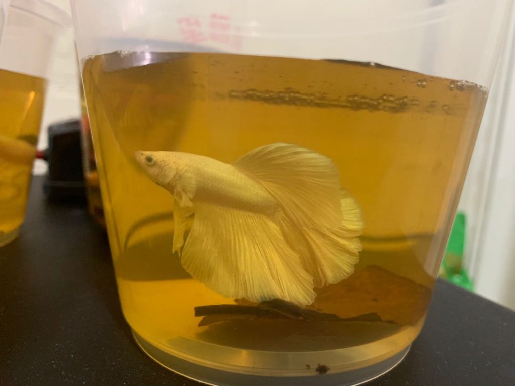 bubble-nest-betta-fish