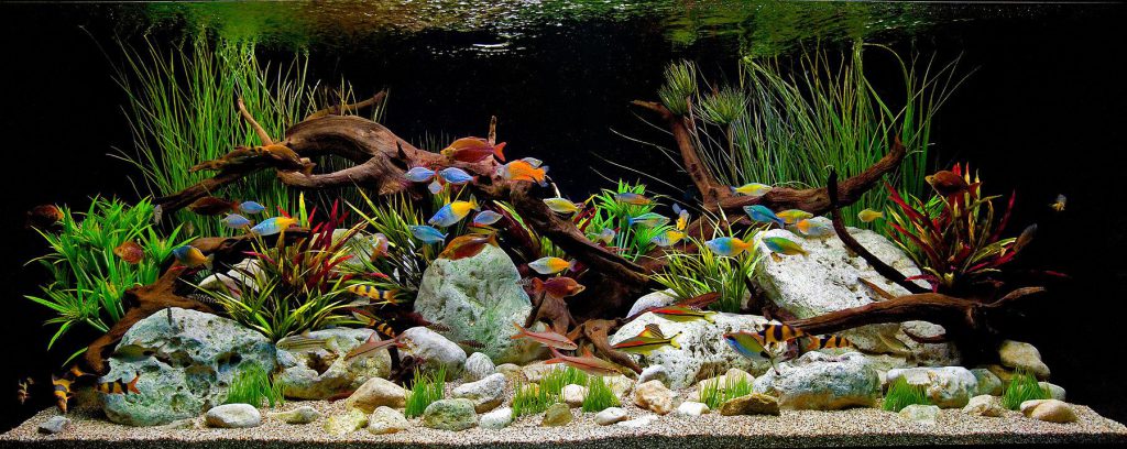 freshwater_aquarium