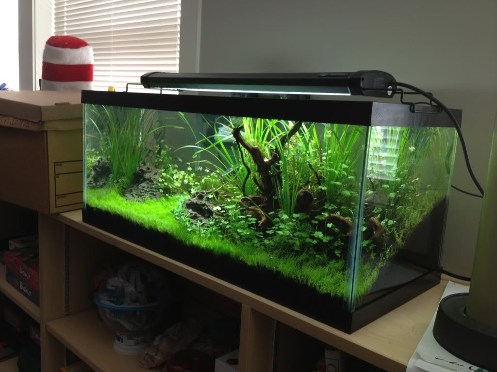 10-gallon-fish-tank-stand-ideas-for-your-aquarium-fish-aquariums