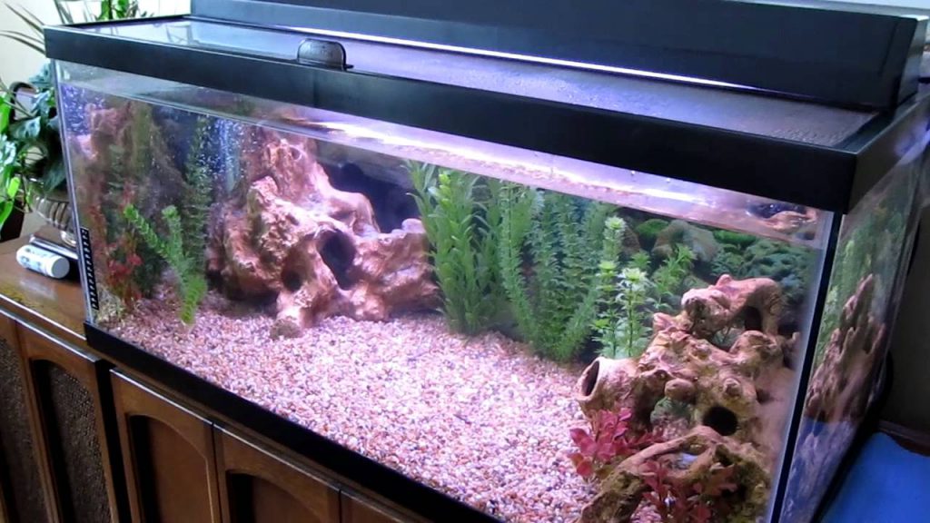 40_gallon_aquarium