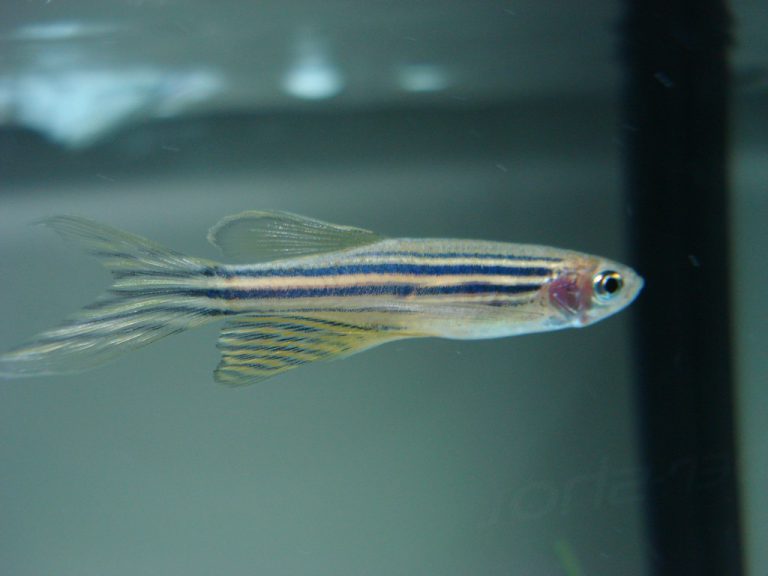 Zebra Danio Care Guide (Diet, Breeding, Tankmates & More)