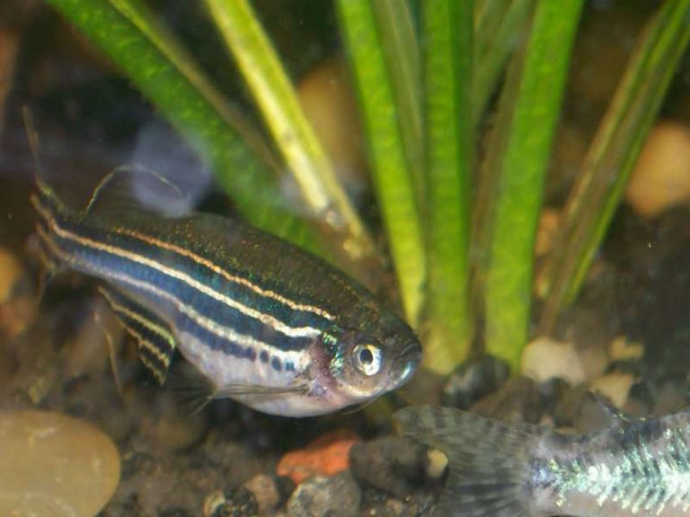 Zebra Danio Care Guide (Diet, Breeding, Tankmates & More)