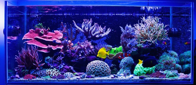 Reef Safe Fish Chart