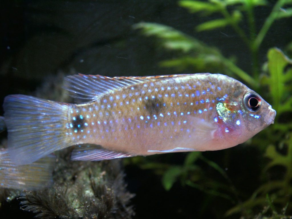 Anomalochromis_thomasi