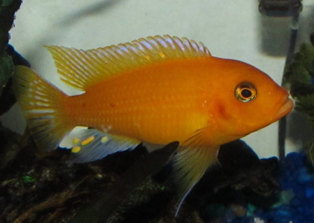 Orange-Zebra-Cichlid