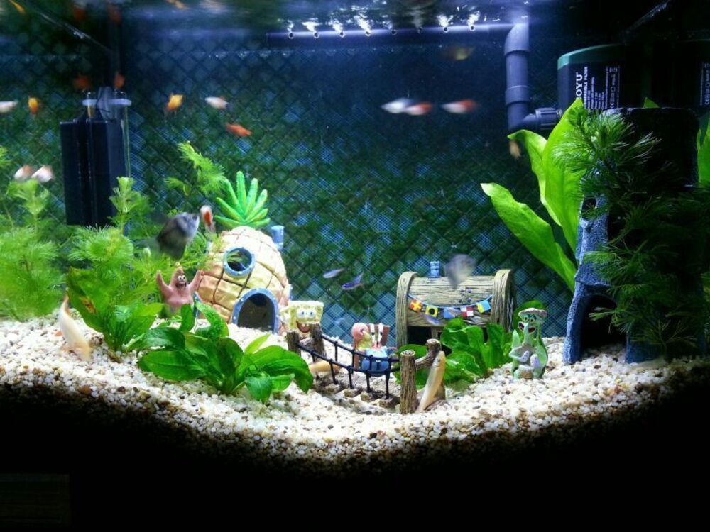 Setup The Best Spongebob Fish Tank Decorations
