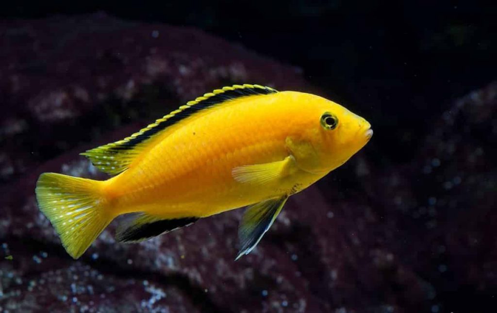 Yellow_african_cichlid