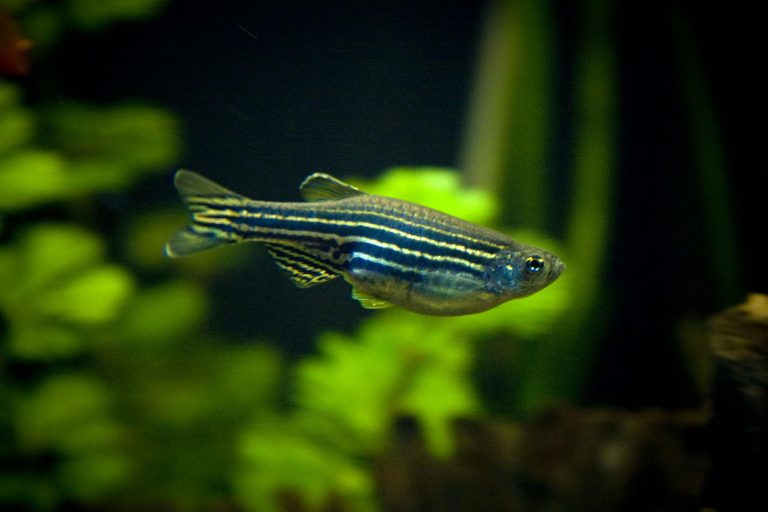 Zebra Danio Care Guide (Diet, Breeding, Tankmates & More)
