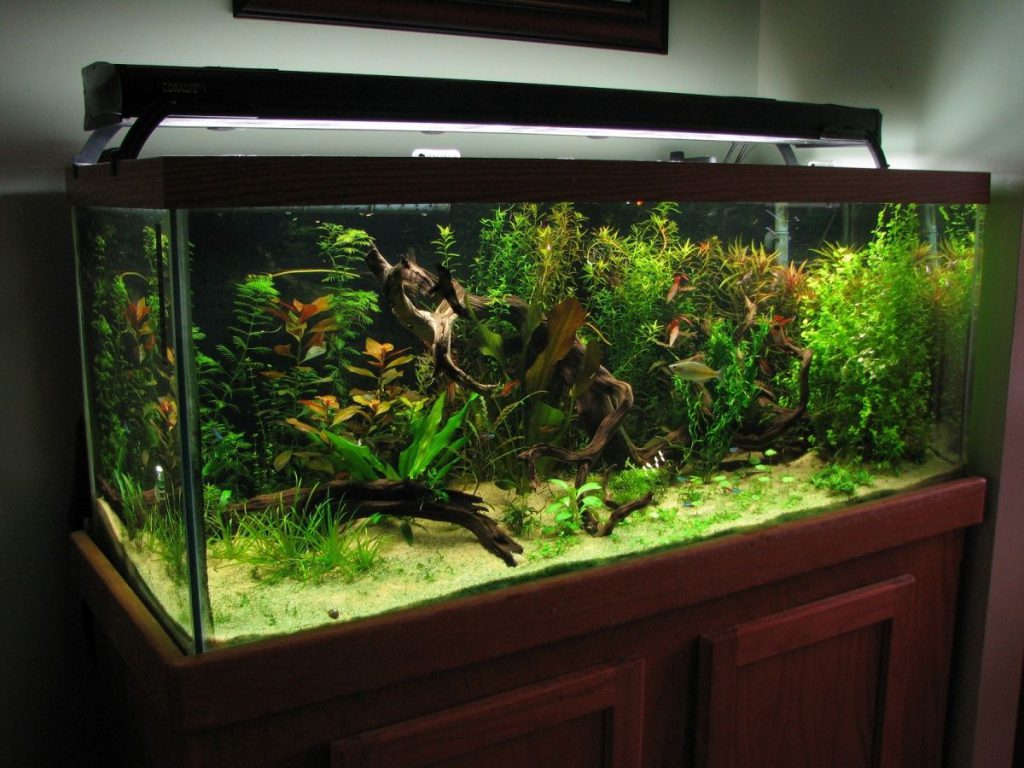 75_gallon_fish_tank