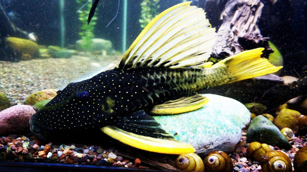 Plecostomus Fish Guide Care, Breeding, Food, Tank Mates & Behavior