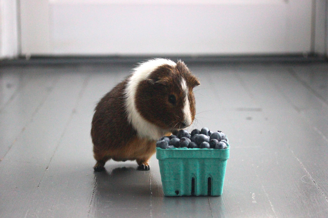 What Can Guinea Pigs Eat Grapes/Apples/Bananas/Strawberries/Oranges