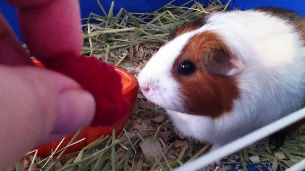 What Can Guinea Pigs Eat Grapes/Apples/Bananas/Strawberries/Oranges