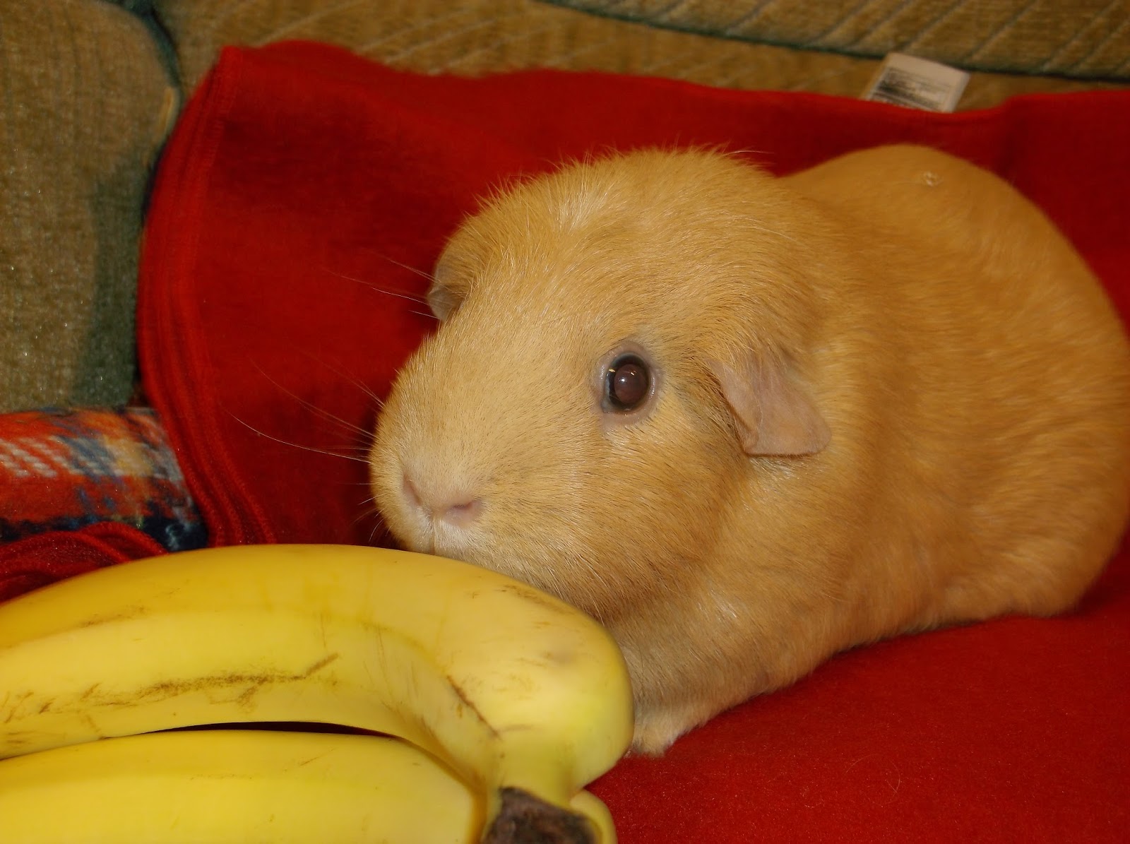 What Can Guinea Pigs Eat Grapes/Apples/Bananas/Strawberries/Oranges