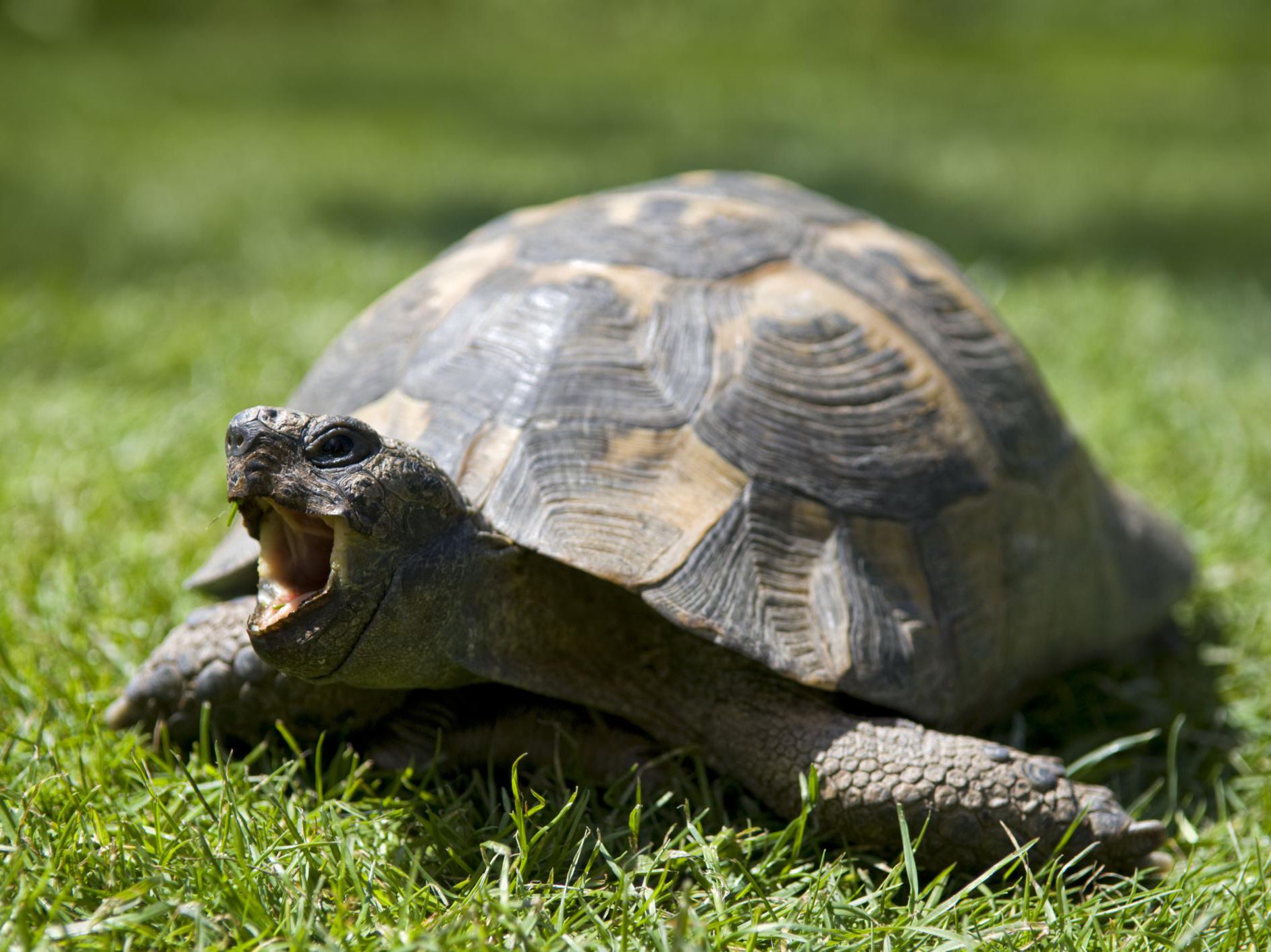 Spur-Thigh-Tortoise