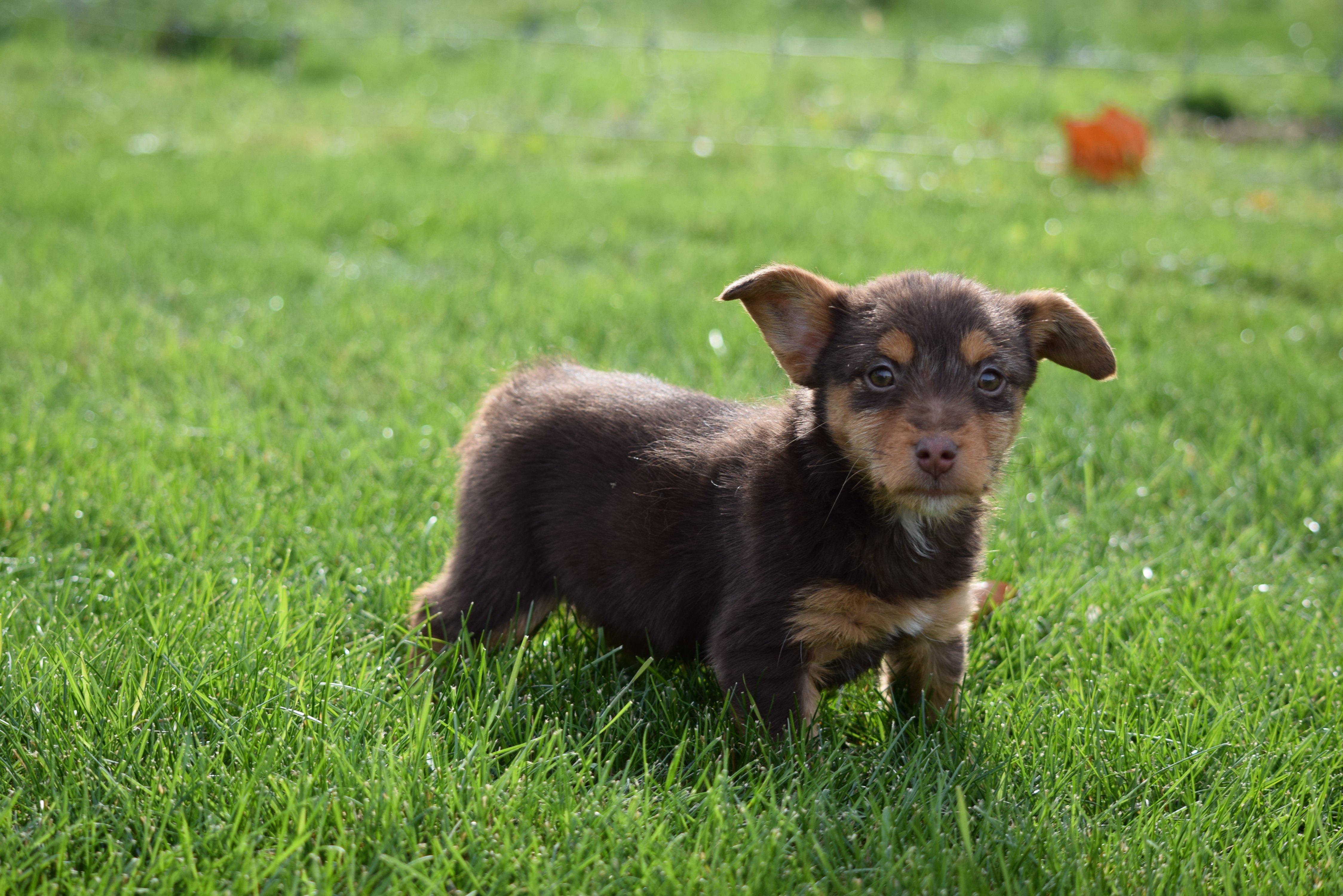 toy-fox-terrier