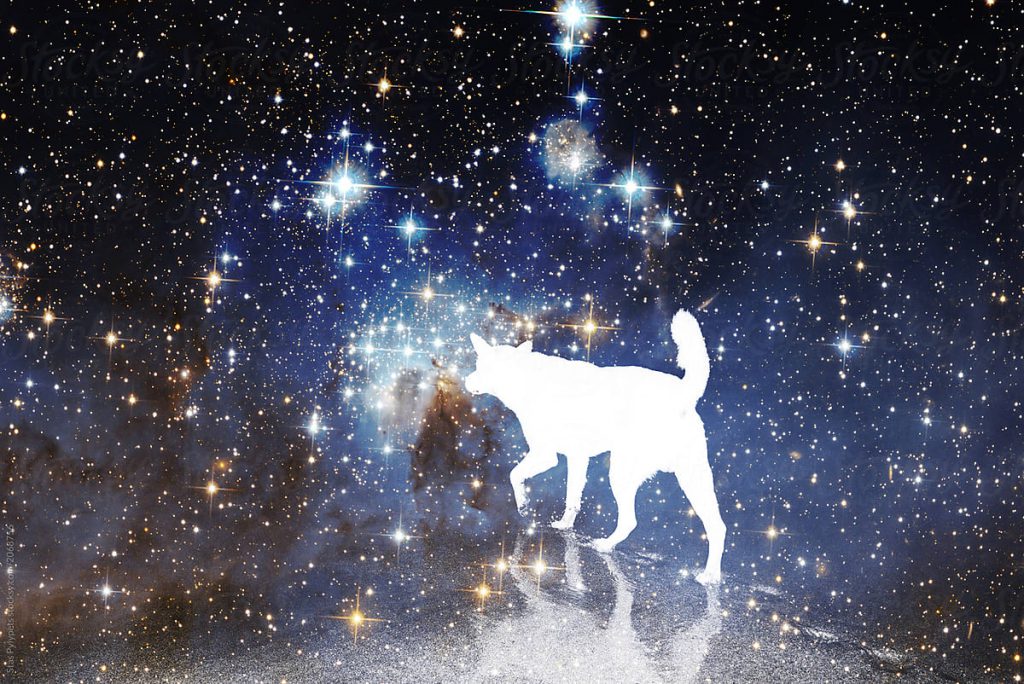 pet-horoscopes-zodiac-are-you-and-your-pet-compatible