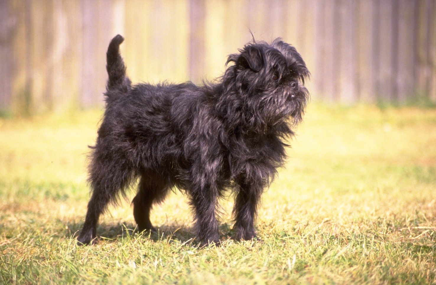 Affenpinscher-dog-health