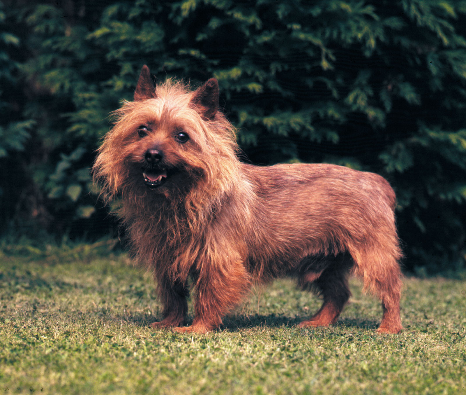 Australian-terrier-history