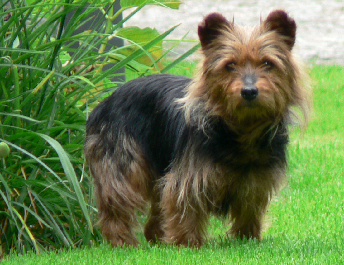 Australian_Terrier_breed