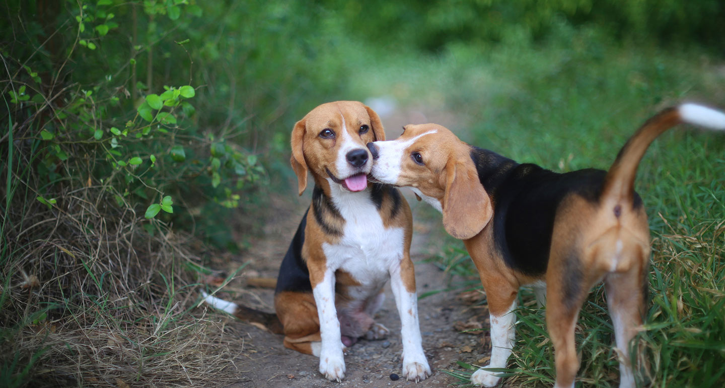 Beagle-Dog-charcterstics