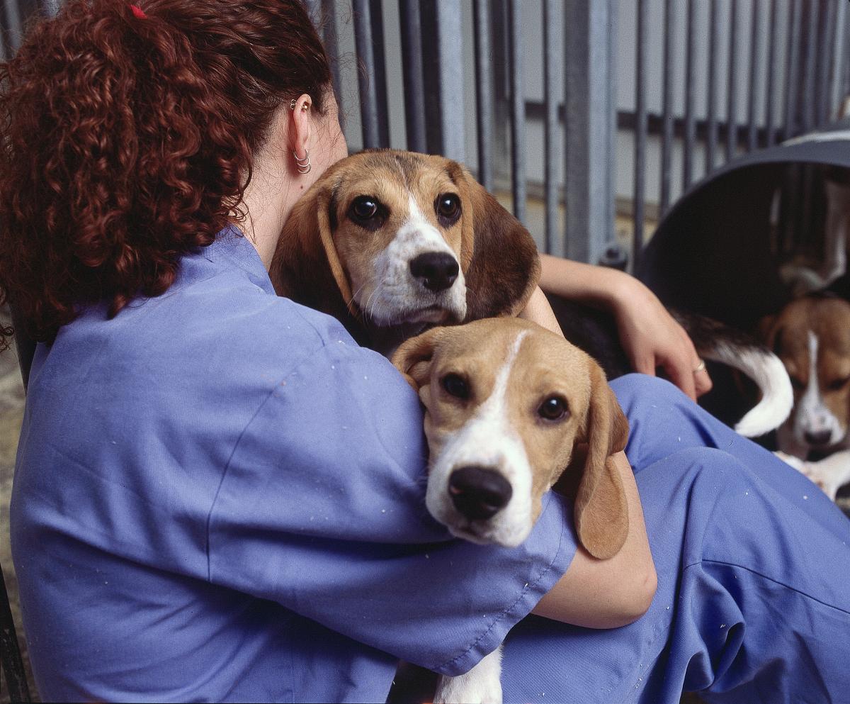 Beagle-Dog-health