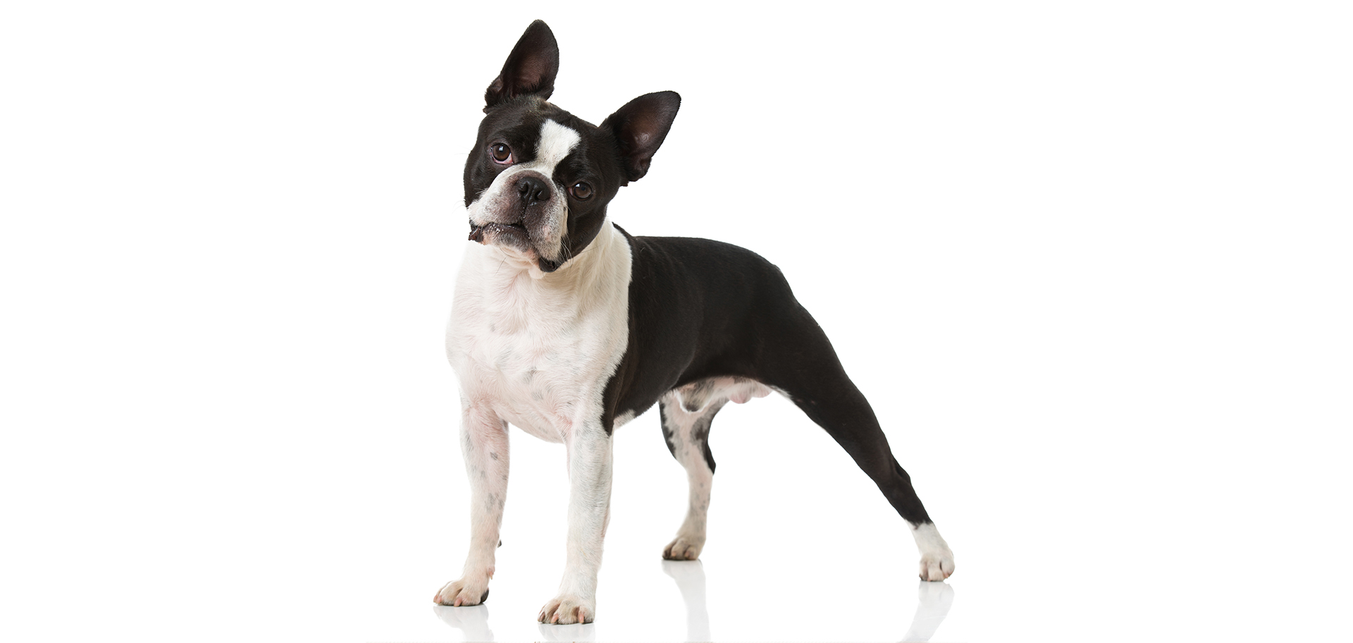 Boston-Terrier-breed