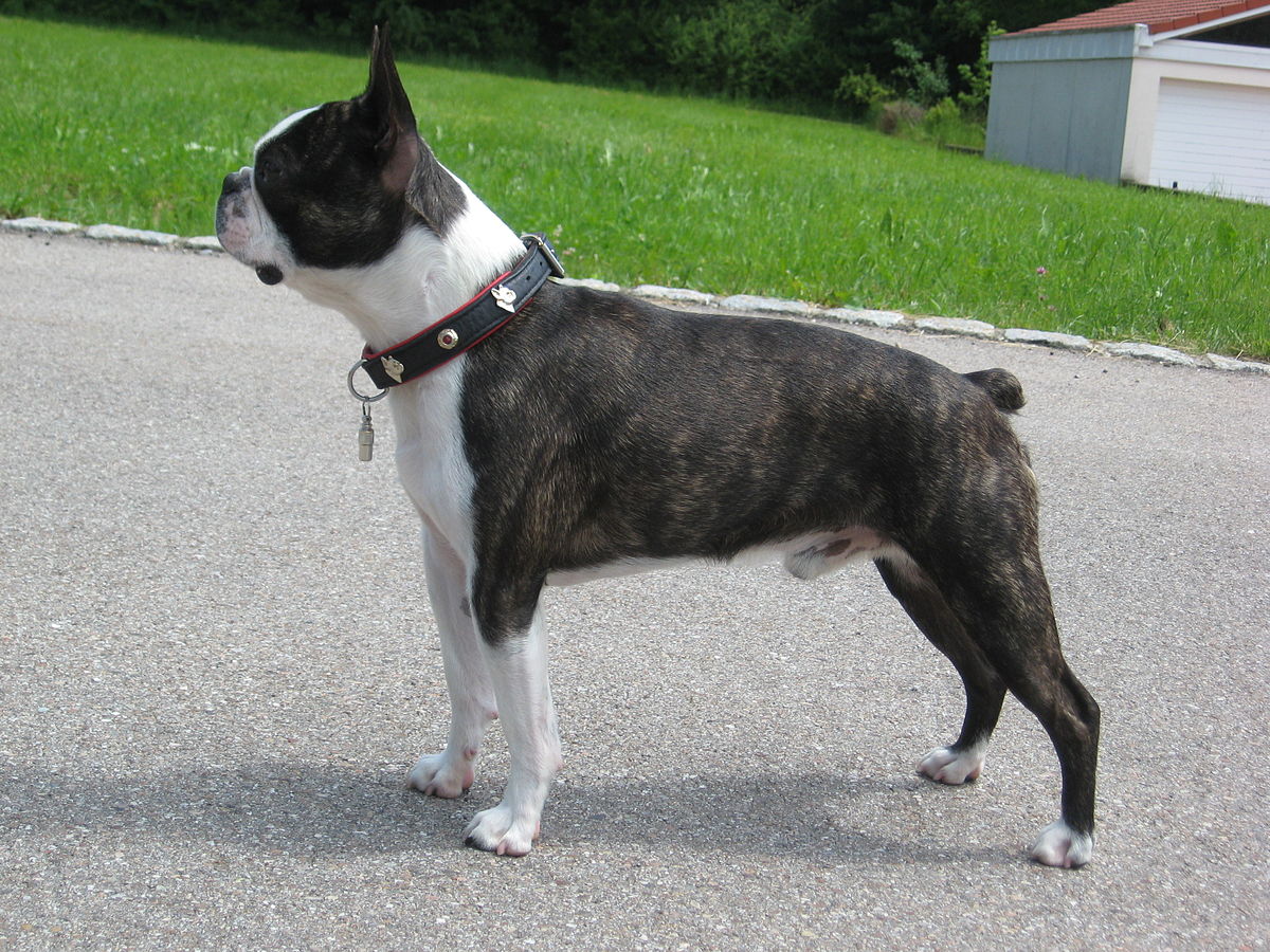 Boston-terrier-dog