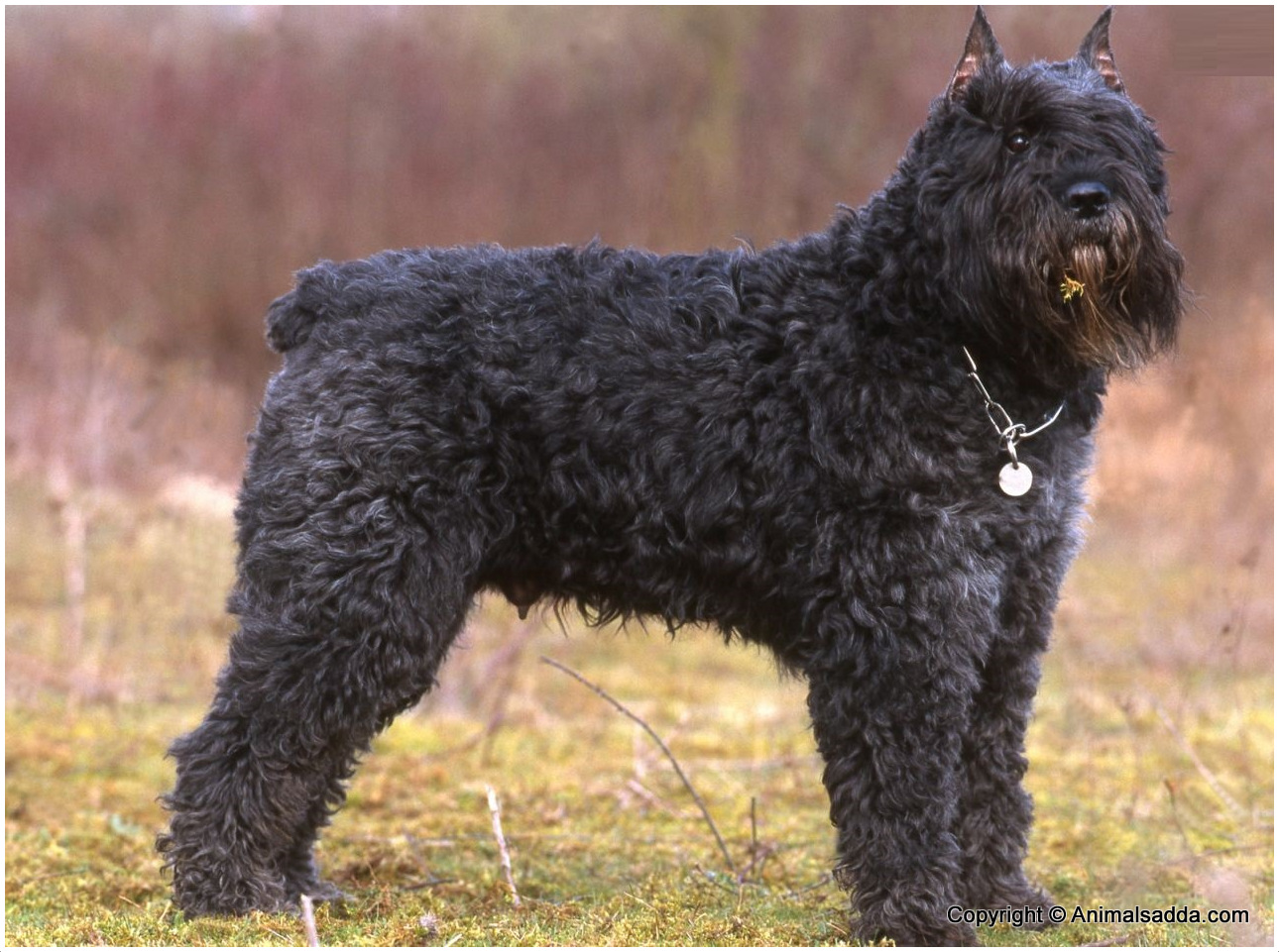 Bouvier-Des-Flandres