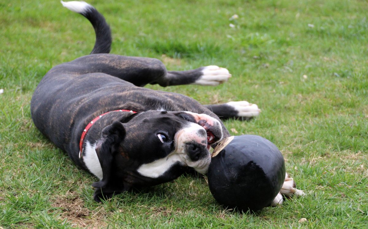 Boxer-Health-Problems-Issues