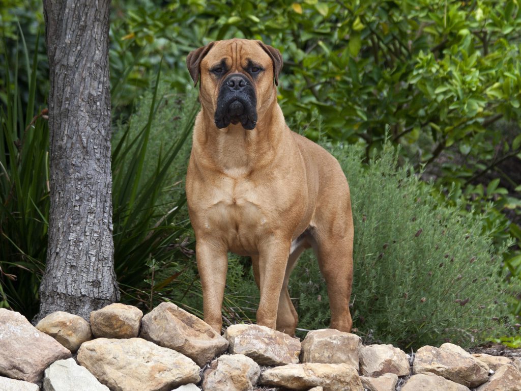 Bullmastiff-characteristics