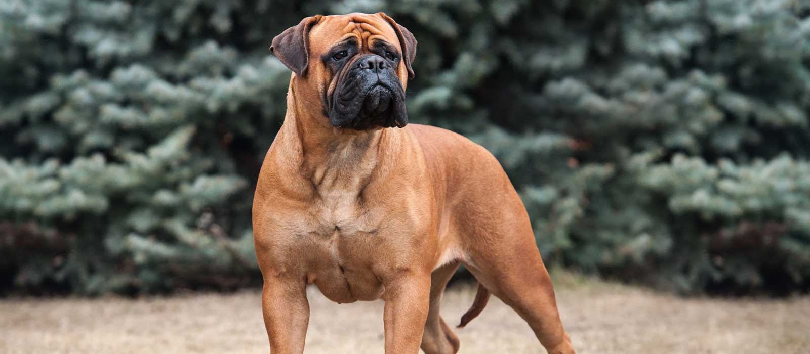 Bullmastiff-dog-details